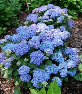LET'S DANCE LOVABLE® HYDRANGEA