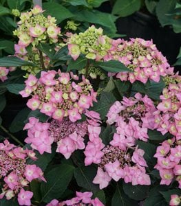 LET'S DANCE CAN DO! HYDRANGEA