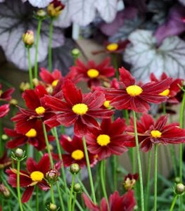 LIL BANG RED ELF TICKSEED