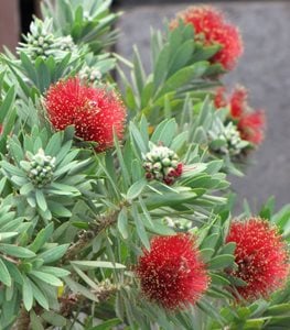 ‘LITTLE JOHN’ DWARF BOTTLEBRUSH