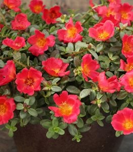Mojave® Red portulaca