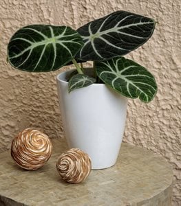 Mythic™ Ninja Jewel Alocasia