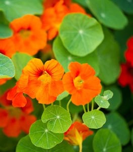 NASTURTIUM