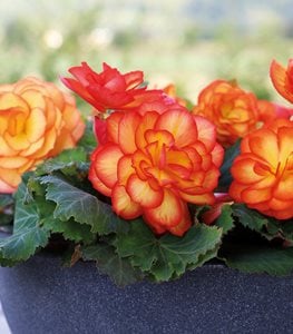 Nonstop® Fire tuberous begonia