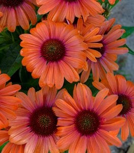 COLOR CODED® 'ORANGE YOU AWESOME' CONEFLOWER