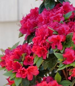 PERFECTO MUNDO RED AZALEA