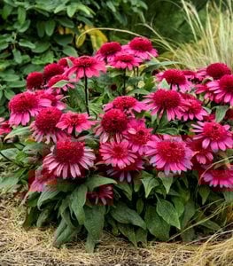 DOUBLE CODED™ 'RASPBERRY BERET' CONEFLOWER