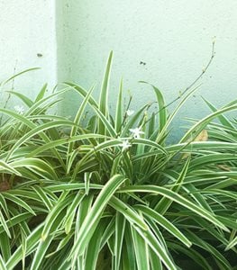 Spider Plants: A Growing & Care Guide