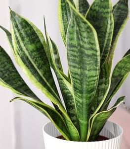 SNAKE PLANT