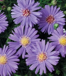 ASTER