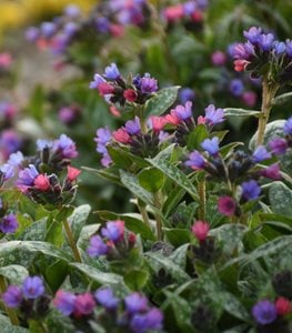 ‘Spot On’ lungwort