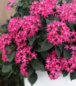 Sunstar® Rose pentas