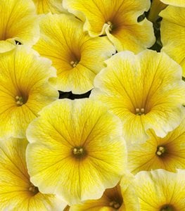 YELLOW PETUNIA