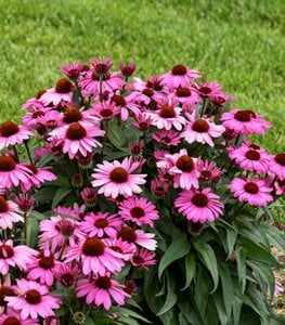 'The Fuchsia is Bright' coneflower