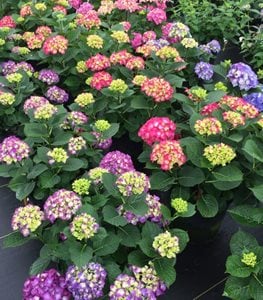 WEE BIT GIDDY HYDRANGEA