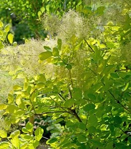 Winecraft Gold® smokebush