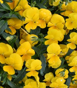 YELLOW PANSIES