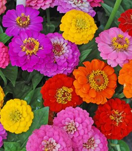 ZINNIA