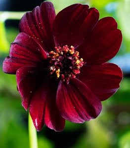 Chocolate Cosmos