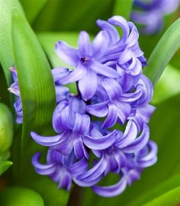 HYACINTH