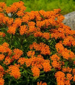 BUTTERFLY WEED