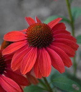 COLOR CODED FRANKLY SCARLET CONEFLOWER