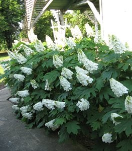 GATSBY GAL HYDRANGEA