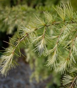 LARCH TREE