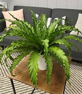 JAPANESE BIRD'S NEST FERN