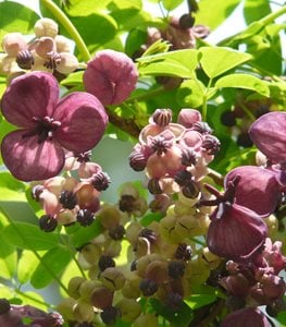CHOCOLATE VINE