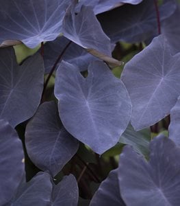 Elephant Ears 'Black Magic'