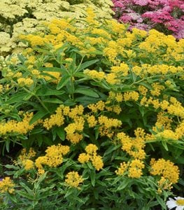 ‘Hello Yellow’ milkweed