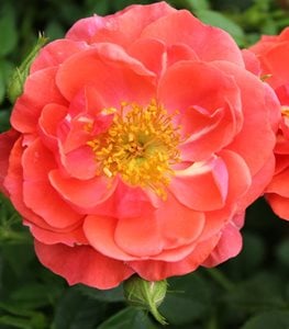 OSO EASY MANGO SALSA ROSE