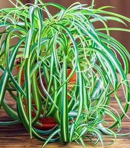SPIDER PLANT