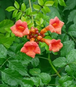 TRUMPET VINE