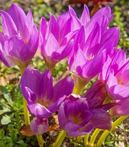 AUTUMN CROCUS