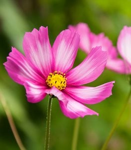 'Candy Stripe' cosmos