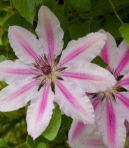 Clematis x‘Nelly Moser’ - Photo by: Janet Loughrey.