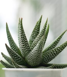 ZEBRA HAWORTHIA
