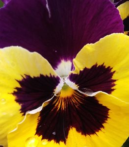 Pansy