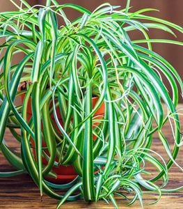 SPIDER PLANT