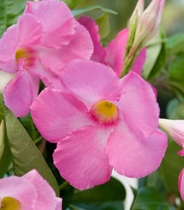 MANDEVILLA