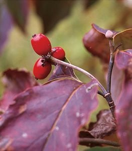 Cornus florida - Photo by: Eliot Cohen.