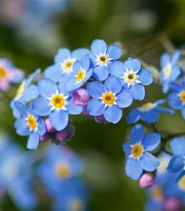 Forget-me-not