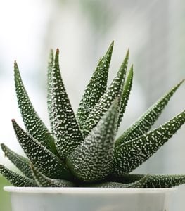 HAWORTHIA