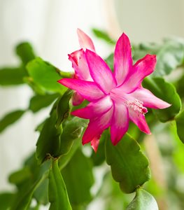 CHRISTMAS CACTUS