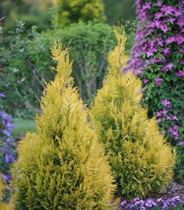 Fluffy® Western Arborvitae