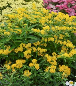 'Hello Yellow' milkweed