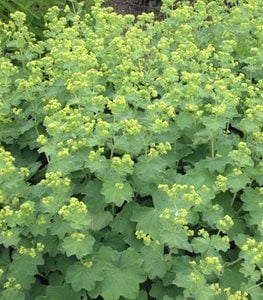 LADY'S MANTLE