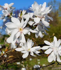 Magnolia stellata 'Royal Star'